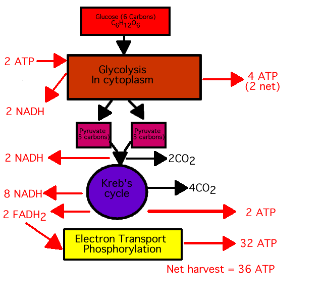 outline of cell respiration